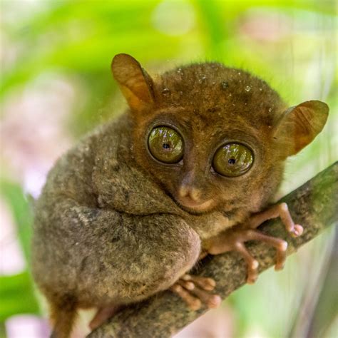 Wildlife of the Philippines .